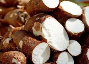 Por semana se acopian 70 mil kilos de mandioca en San Pedro