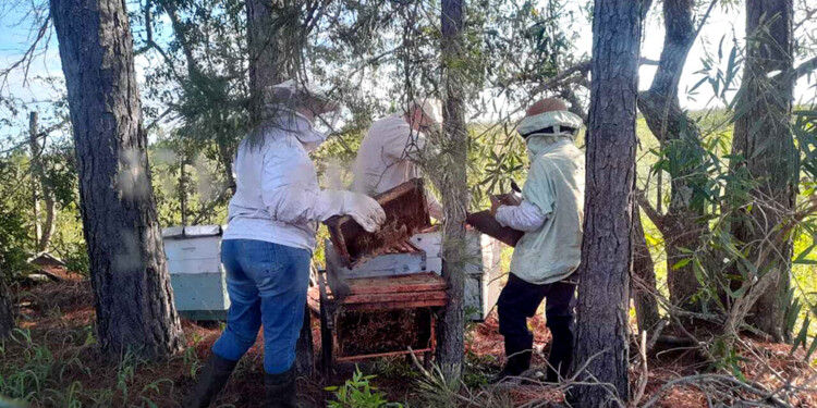 FAMILIAR. La actividad fue ocupando de a poco un rol central dentro de la familia. En la actualidad cada uno de los integrantes cumple un papel fundamental para la recolección y venta.