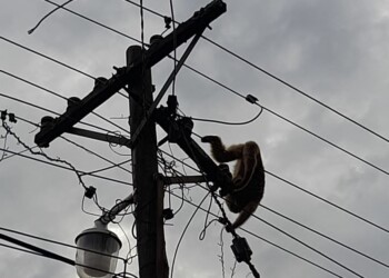 Mono murió electrocutado en Posadas