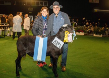 El gran campeón ovino de la Expo Rural se llama nada menos que “Covid-19”