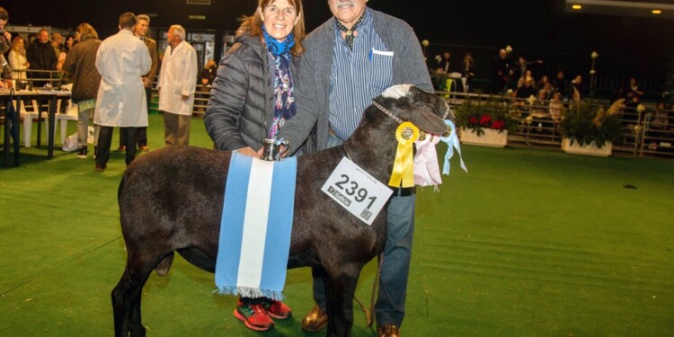 DESDE ENTRE RÍOS. El Gran Campeón Ovino de la raza
Santa Inés en la Expo Rural
2022 se llama Covid-19.