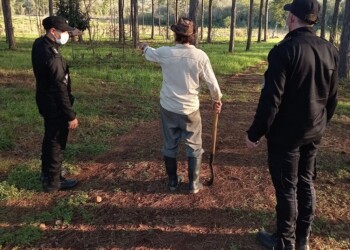 Alerta por avistaje de una presunta pantera negra en Almafuerte
