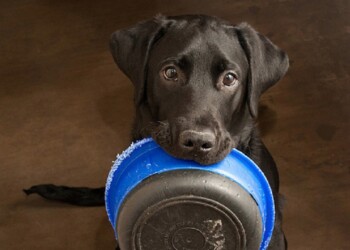 Por el cepo, peligra el alimento para mascotas