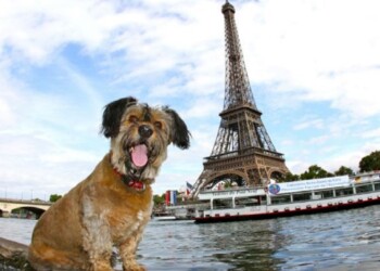 Las cinco ciudades que más aman a los perros