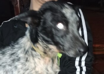 Bomberos rescataron a un perro que cayó a un pozo en Iguazú