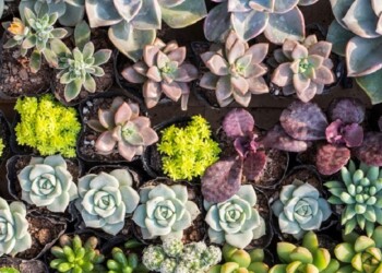 Cientos de especies de suculentas, en peligro de extinción por el calentamiento global