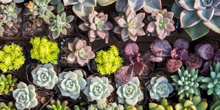Las suculentas son plantas de hojas gruesas que retienen el agua para sobrevivir a las condiciones climáticas secas.