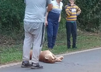 La muerte de un puma reavivó reclamo de control