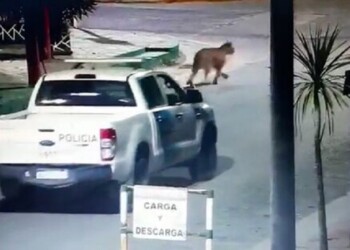 Hay cuatro pumas sueltos por las calles y piden a los vecinos no salir de sus casas