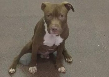 Posadas: “secuestró” un pitbull y terminó detenido