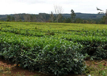 Industriales y productores volverán a reunirse en agosto para discutir el precio del té