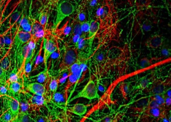 Reconecta en cinco minutos