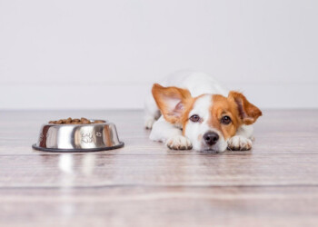 Errores frecuentes al traer un cachorro a casa