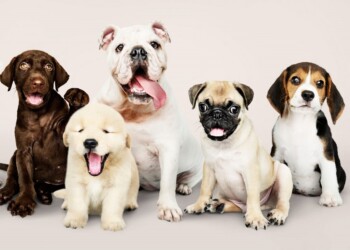 ¿Qué perro me conviene?