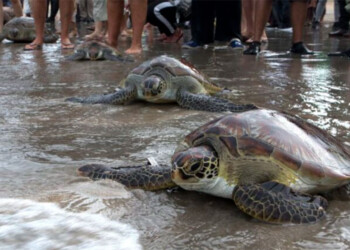 Decenas de tortugas marinas mueren apuñaladas en Japón