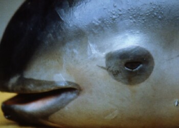 La vaquita marina: el mamífero “más raro del mundo” que está a punto de extinguirse