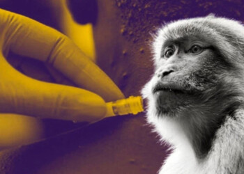 Ya son trece los casos confirmados de viruela del mono en el país