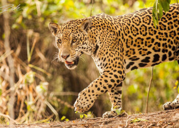 Los últimos refugios del rey del monte en Misiones