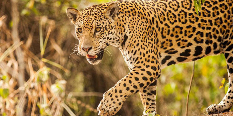 (Gentileza Rodrigo Chávez Noriega a Red Yaguareté)