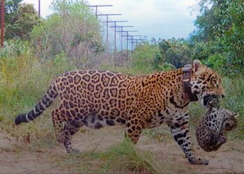 Alegría para la fauna silvestre: nacieron dos yaguaretés en los Esteros del Iberá