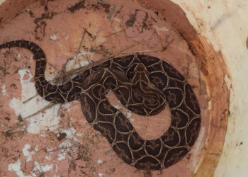 Rescataron a otra víbora autóctona en Itaembé Guazú