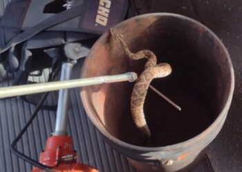 Otra yarará en Itaembé Guazú, ahora a bordo de un colectivo