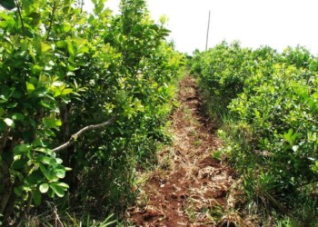 Confirman avances legales a favor de la Resolución 170 del INYM