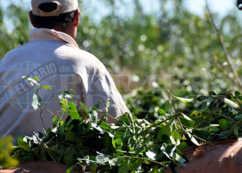 Por los altos costos, consideran que el kilo de hoja verde debe valer entre $75 y $85