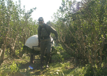 Se actualizaron los valores de programas de asistencia al sector yerbatero del INYM