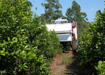 Advierten que persisten las complicaciones para conseguir el gasoil destinado al sector yerbatero