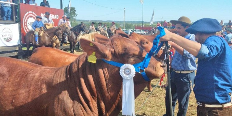 VALORES. En el remate se pagó más de un millón de pesos por un toro Braford. Se trató del campeón cabaña misionera CYA.