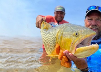 Todos buscan al Tigre del Paraná