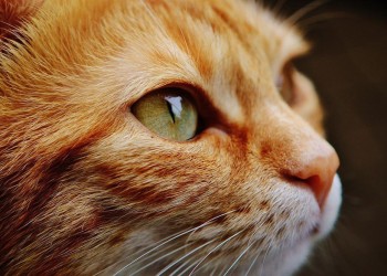 Mitos y prejuicios sobre los gatos en el foco de la ciencia