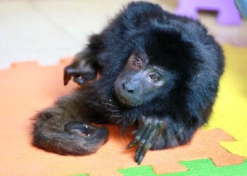 Coco hoy disfruta del sol y la tierra
