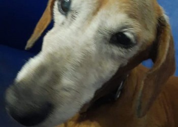 Cuando “Chicha” dejó la TV