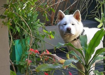 Mi copo de nieve: Pureza absoluta