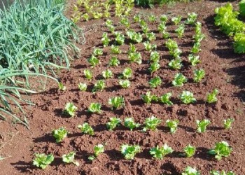 Colonos buscan recuperarse de la sequía y están plantando primicias