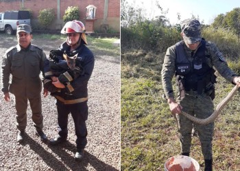 Rescataron a un venado y una yarará