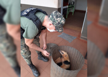 Rescatan a una oso melero en La Eugenia