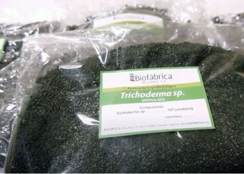 Cuál es y cómo funciona el hongo que se impulsa como biofertilizante