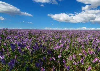 Genética y tecnología de semillas forrajeras para todos los ambientes
