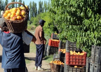 Preocupante situación de los productores frutihortícolas