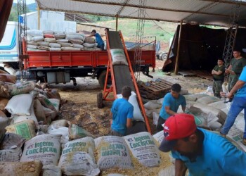 Convierten granos decomisados en alimento balanceado para cooperativas