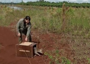 Liberaron un zorro luego de ser rehabilitado 