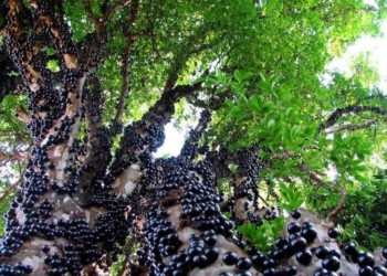 Dictarán talleres para poner en valor la biodiversidad de Misiones