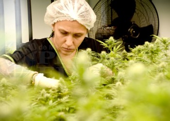 Cannabis medicinal: MisioPharma obtuvo la primera muestra