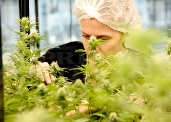 Cannabis medicinal: MisioPharma obtuvo la primera muestra