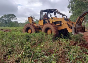 Misionero ofrece servicio para desterrar plantaciones de té