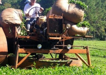 Cristian Klingbeil: “El precio de $14,75 que se fijó para el té no sirve”