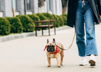 Mascotas: la importancia de los paseos